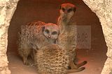 leipzig zoo-01_07_2011_zoo_allgemein_305